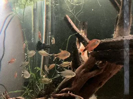 148.6L (39.2 gallon) aquarium journal