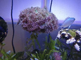 Rebuilding A 20Gal After A Move