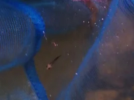 My molly is giving birth