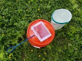 Mosquito larvae