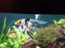 2X Angel Fish 3X Gouramis