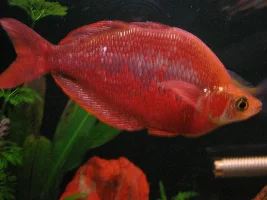 Red Irian Rainbowfish