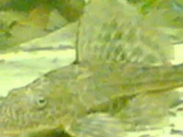 Whitespot Disaster