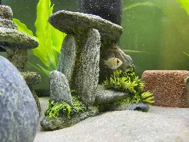 Major tank issue - sickness of some sort