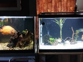Who speaks Severum?