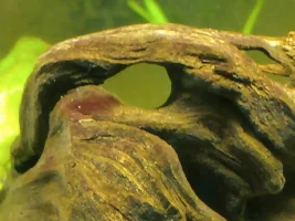 Growth on driftwood