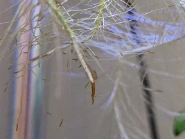 Brown casing tip of root