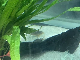 Complete newbie lost 2 fish. Need help to make sure I don’t loose more.