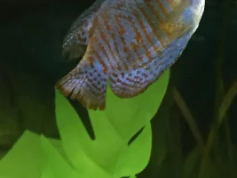 Gouramis fins