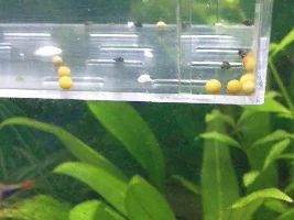 What eggs are these