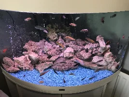 Almost finished my fish journey!