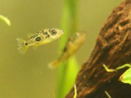 Planted Pea Puffer Savannah