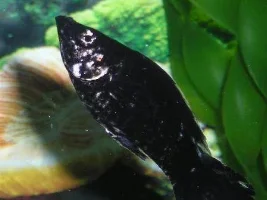 molly changing color