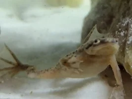 Love my frogs