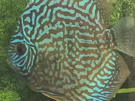 Discus Rediscovered