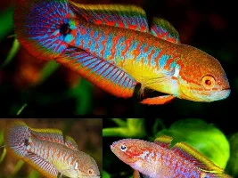 My planted freshwater journal/update thread