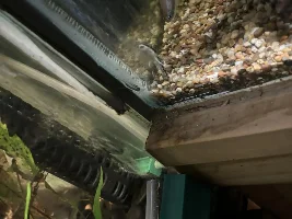 FOB ( fresh out of the bag ) Zebra Oto’s