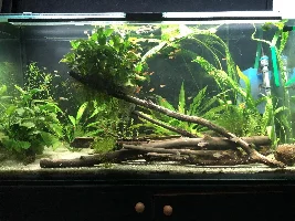 Is it worth getting something to help with an algae removal?