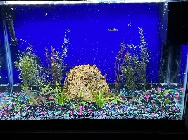 New fish in tank cycle check in
