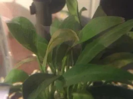 Is he bloated?