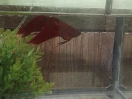 Betta with swollen belly