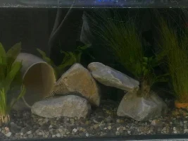 New Betta, Need A Name!