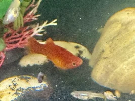 Pregnant, Worms or Full Bellies