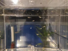Moving and need to transport fish 16 hours away!