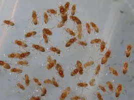 it's a good day for collecting live food