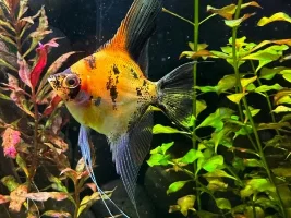 45 gallon, about 2 weeks away from 1st fish…&  as I’m adding fish…