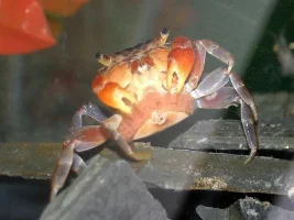 Red Clawed Crab....with eggs!
