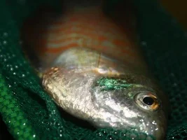 Dead Dwarf Gourami