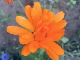 Love my backyard with all the blooming that’s going on …