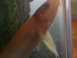 Gold Dojo Loaches.  Boys Or Girl?