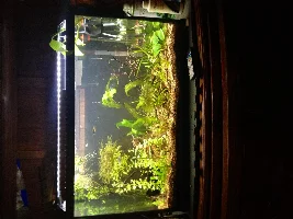 FishForums.net April 2018 Tank of the Month!