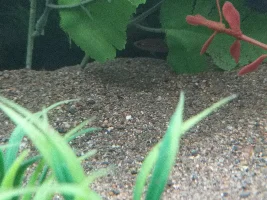 My new bettas are arriving tomorrow!