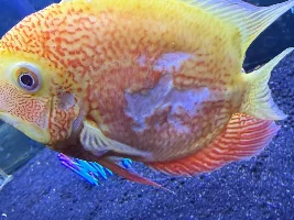 Sick Severum