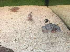 Red mark on leopard cory