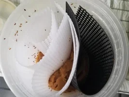 Wingless Fruit Flies