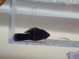 Swordtail problem