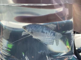 Gendering blue gourami?
