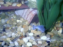 Let's play Name My Cichlids!!