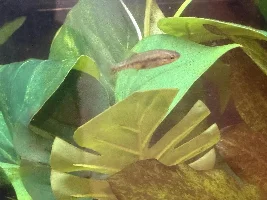 Xenotoca doidrioi in quarantine