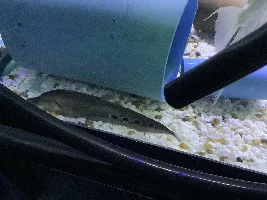 Can anyone Identify this knifefish?