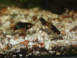 Calico bumblebee platy