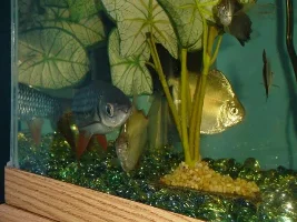 my trio