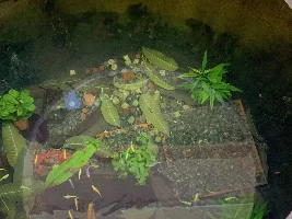 Breeding Zebra Danios Glofish + Tetras in clay pots