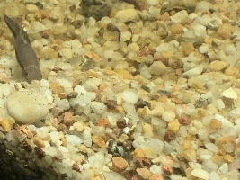 Big shake up underway, and OMG those Panda Garra’s are tiny…