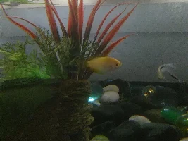 Honey Gourami Gender?