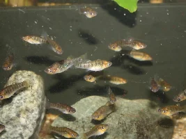 Humpbacked limia